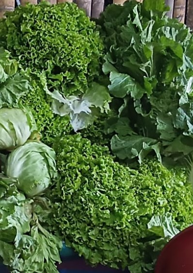 Lechuga Batavia