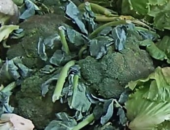 Brócoli