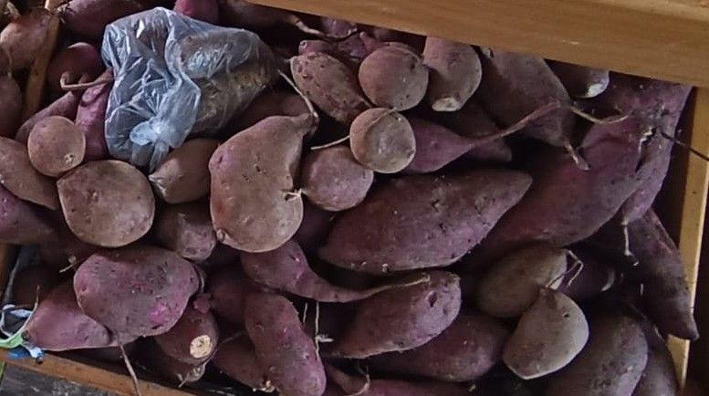Camote