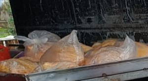 Pollo