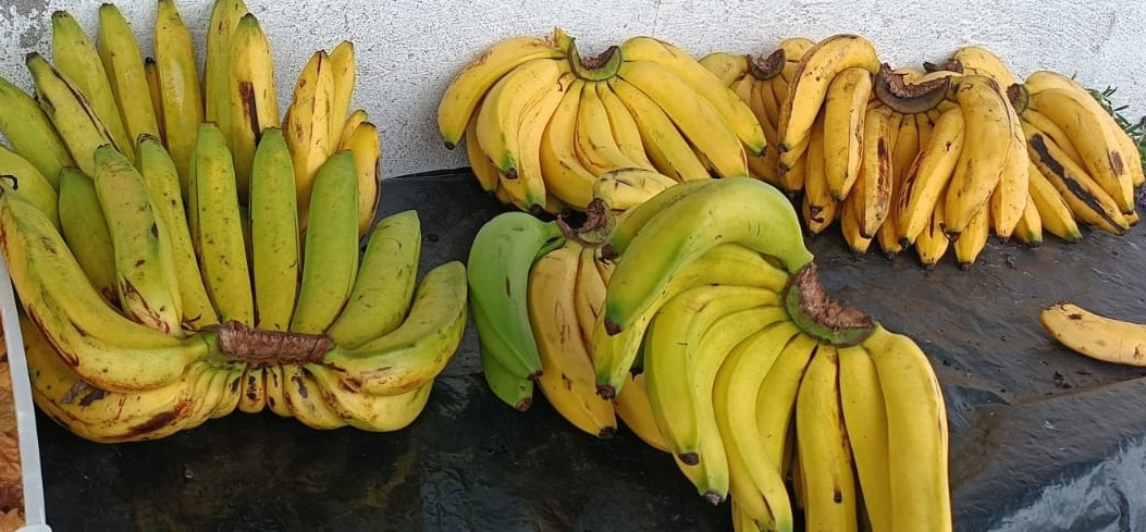 Plátano