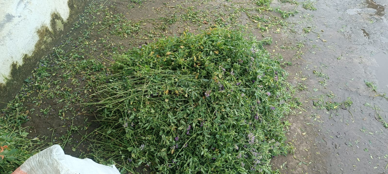 Alfalfa